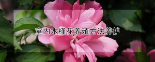 室内木槿花养殖方法养护,第1图