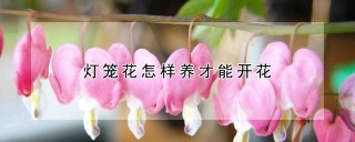 灯笼花怎样养才能开花,第1图