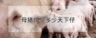 母猪怀孕多少天下仔,第1图