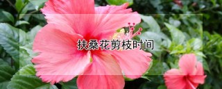 扶桑花剪枝时间,第1图