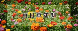 百日草花期,第1图