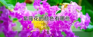 紫薇花的颜色有哪些,第1图