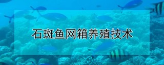 石斑鱼网箱养殖技术,第1图