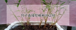 竹子直接挖根种可以吗,第1图