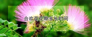 合欢花花期多长时间,第1图