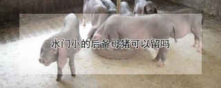 水门小的后备母猪可以留吗,第1图