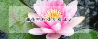 睡莲插瓶花期有几天,第1图