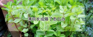 薄荷长成藤了怎么办,第1图