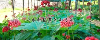 人参种植条件和方法,第1图