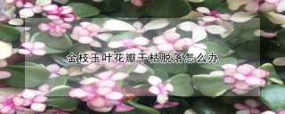 金枝玉叶花瓣干枯脱落怎么办,第1图