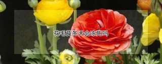 花毛茛冬天会冻死吗,第1图