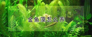 金鱼藻怎么养,第1图