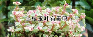 金枝玉叶有毒吗,第1图