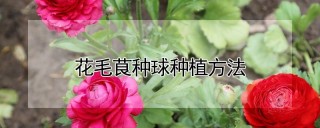 花毛茛种球种植方法,第1图