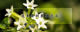 夜来香的养殖方法,第1图