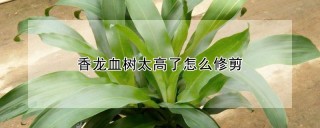 香龙血树太高了怎么修剪,第1图