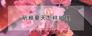 矾根夏天怎样护理,第1图