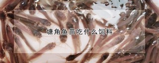 塘角鱼苗吃什么饲料,第1图