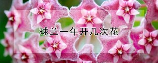 球兰一年开几次花,第1图