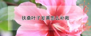 扶桑叶子发黄怎么补救,第1图