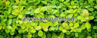 迷你对叶草3个月后怎么处理,第1图