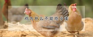 鸡为什么不能吃小麦,第1图