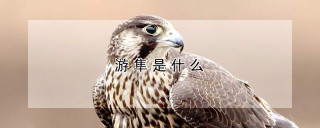 游隼是什么,第1图