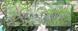 薄荷长虫子怎么办,第1图