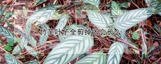 竹芋叶子全剪掉还会长么,第1图