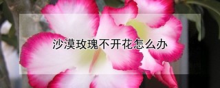 沙漠玫瑰不开花怎么办,第1图