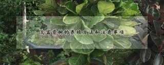 大富贵树的养殖方法和注意事项,第1图