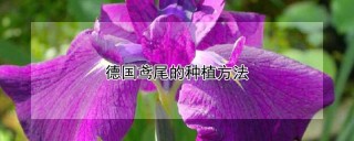 德国鸢尾的种植方法,第1图