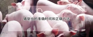 猪驱虫的准确时间和正确方法,第1图