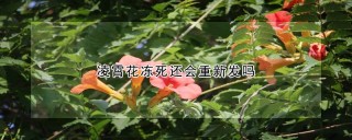 凌霄花冻死还会重新发吗,第1图