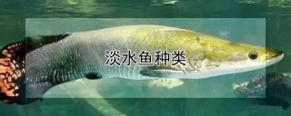 淡水鱼种类,第1图