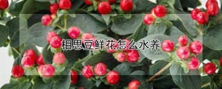 相思豆鲜花怎么水养,第1图