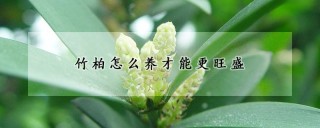 竹柏怎么养才能更旺盛,第1图