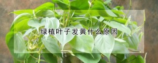 绿植叶子发黄什么原因,第1图