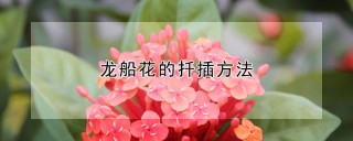 龙船花的扦插方法,第1图