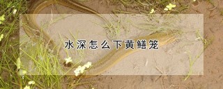 水深怎么下黄鳝笼,第1图