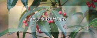 朱砂根栽培方法,第1图