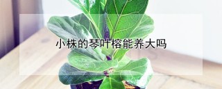 小株的琴叶榕能养大吗,第1图