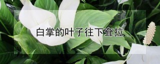 白掌的叶子往下耷拉,第1图