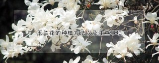 玉兰花的种植方法以及注意事项,第1图