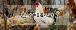 黄油鸡和普通鸡区别,第1图