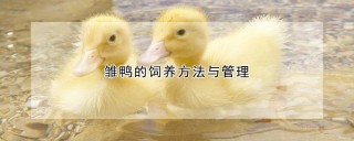 雏鸭的饲养方法与管理,第1图