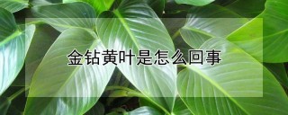 金钻黄叶是怎么回事,第1图