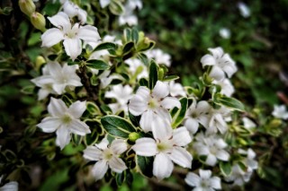 夏天开什么花，向日葵/荷花/六月雪/合欢花等,第2图