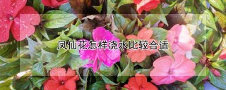 凤仙花怎样浇水比较合适,第1图