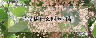 苹婆树什么时候扦插,第1图